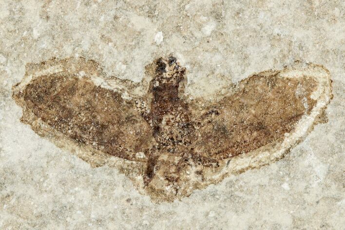 Detailed Fossil March Fly (Plecia) - Wyoming #245630